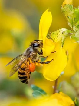 Bees May Be Smaller Than Your Thumb, but How Do They Power Farming & Keep Crops Growing?
