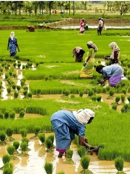 These Kerala Farmers Have Grown Rice Below Sea Level for 150+ Years!