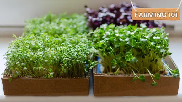 How Indian Kitchens Can Grow Their Own Nutritious Microgreens In Just 10 Days