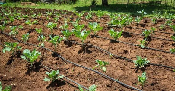 How to Install Drip Irrigation on Your Farm for Better Yields and Less Water Wastage