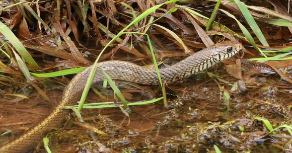 Watch: How a Snake Rescue in a Delhi School Taught a Lesson in Coexistence
