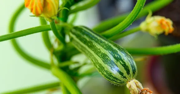 How to Grow Fresh Zucchini on Your Balcony in 10 Easy Steps