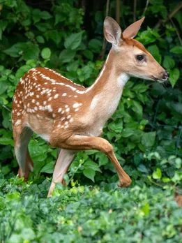 How a Farmer's Family in Meerut Became Home to a Wild Fawn