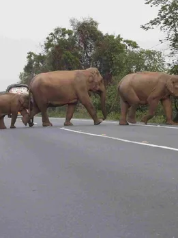 Gurugram Highways Set for Wildlife Corridors to Prevent Animal Roadkills