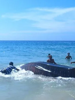 Why Goa’s Fishermen Are Being Rewarded Rs 75000 to Save Whale Sharks Instead of Catching Them