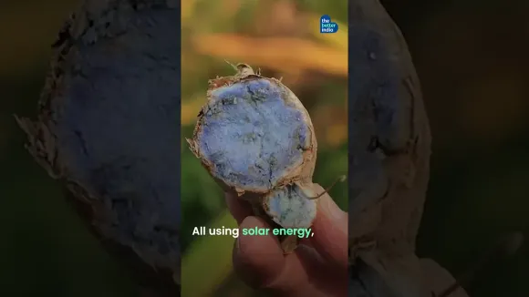 White Sandalwood to Black Turmeric