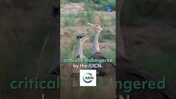 Godawan – India’s Grassland Guardian