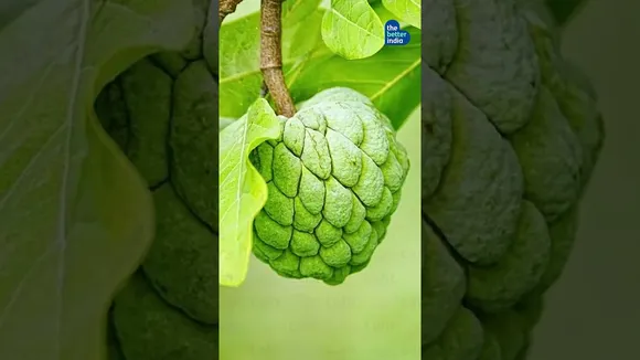 Delhi Green Home With 400 Fruit Trees!