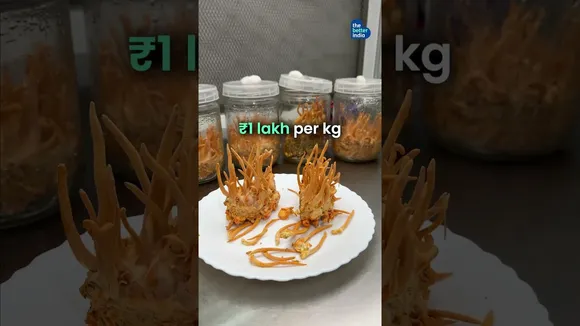 Rs. 1 Lakh a Kg: Mushrooms In a Bottle