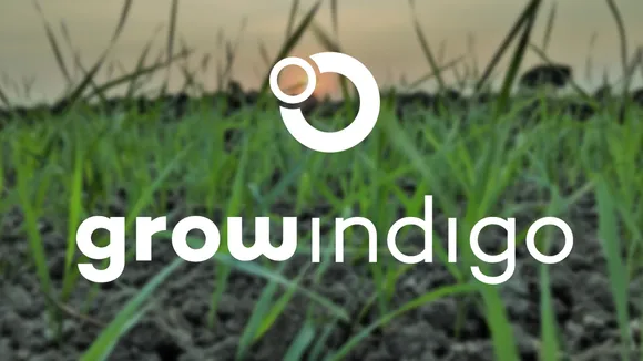 grow indigo image