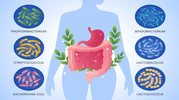 Gut Health, how to improve gut health this summer