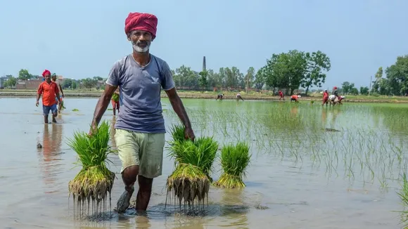 PM Fasal Bima Yojana, Fasal Bima Yojana, Govt Onsurance Scheme, PM Fasal Bima Yojana Deadline for Kharif, premium of PM Fasal Bima Yojana, how to apply for PM Fasal Bima Yojana, प्रधानमंत्री फसल बीमा योजना