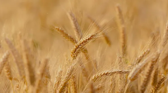 India bans wheat exports with immediate effect as part of measures to control rising domestic prices