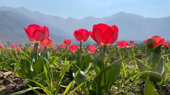 Tulip garden