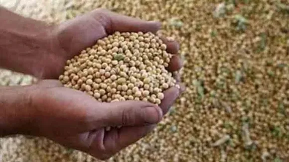 Soybean Price: बेमौसम बारिश से सोयाबीन की फसल बर्बाद, फिर भी कीमतों में आ रही है गिरावट, क्‍या है वजह?