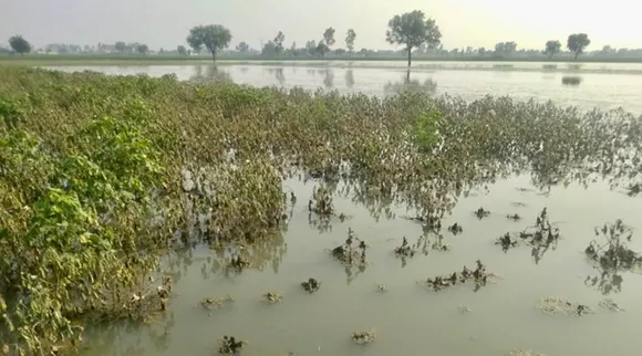 तेज बारिश या बाढ़ में किसानों की फसल हो गई खराब, सरकार करेगी भरपाई, क्‍या है PMFBY योजना