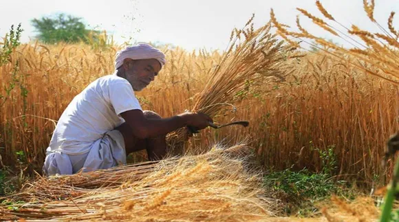 Exporters of wheat flour maida need quality certificate for shipments