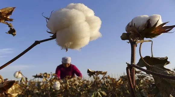 Cotton Price: कपड़ा इंडस्ट्री को मिलेगी राहत! कॉटन की कीमतों में गिरावट का अनुमान, 40 हजार रु तक आ सकता है भाव