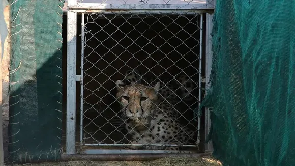 cheetah