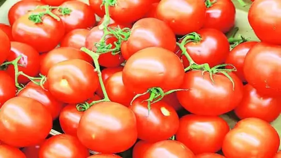 Tomato