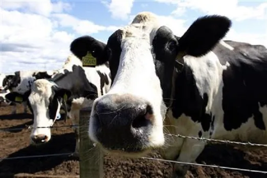 european companies, generate electricity from cow dung, cow dung, generate electricity, electricity, financial express hindi