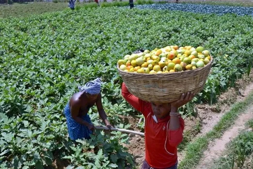 500 करोड़ की 'टॉप' टू टोटल योजना; किसानों को टमाटर, आलू, प्याज के अलावा सभी फल-सब्जी पर सब्सिडी