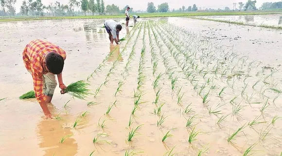 paddy crop, down, 5.62pc, kharif season, poor rains, agriculture ministry, data, released