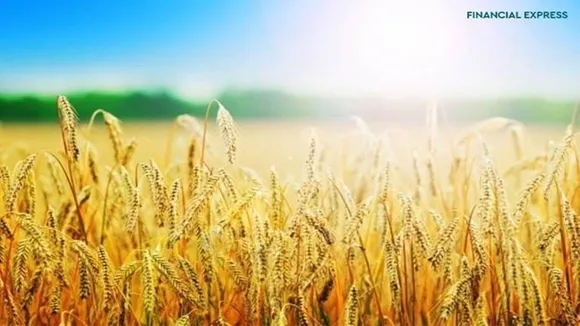Indias Wheat export doubles to USD 1.48 billion dollars in April-September