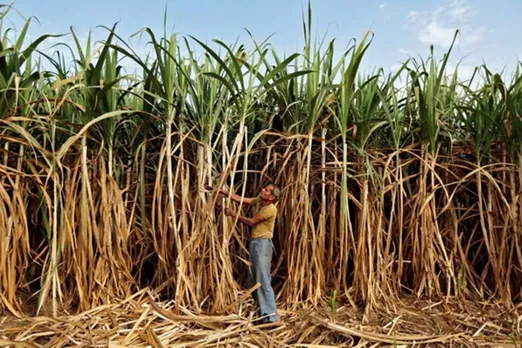 Modi Cabinet, CCEA, sugar export subsidy, sugarcane farmers, sugar mills, sugar production, sweetener production, sugar marketing year, Prakash Javadekar, PM Modi