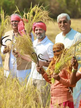 Congress Rahul Gandhi Cut Paddy