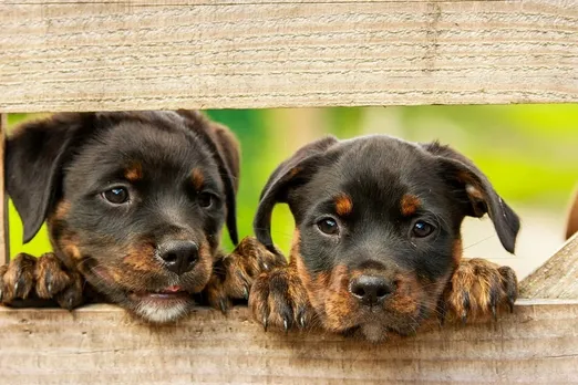 App launched for Noida residents to register pets know about registration fee and penalty 