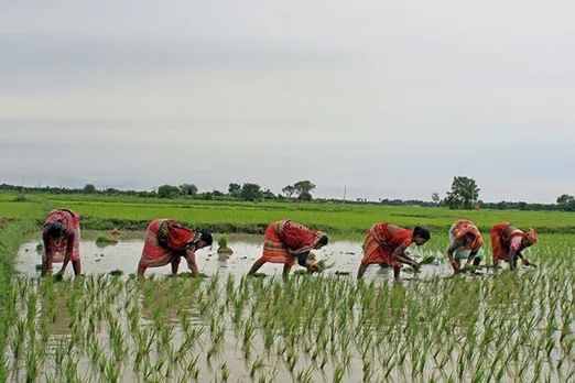 crop insurance, PM Fasal Bima Yojana, agriculture