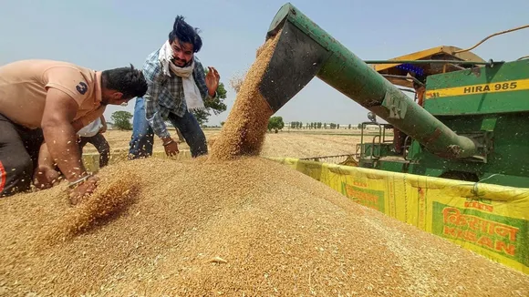 wheat production