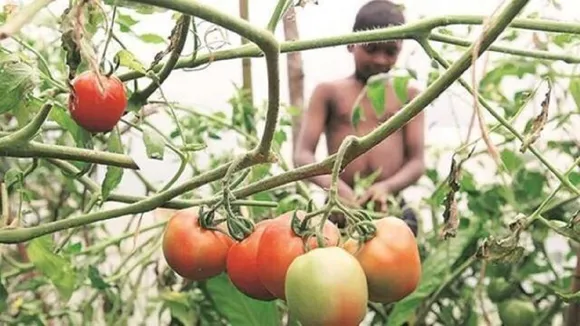 Tomato-prices-1