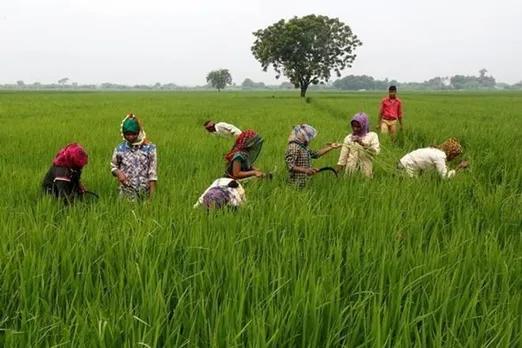 Cabinet Decisions: Government approves changes to PM crop insurance scheme, makes PMFBY optional for farmers 