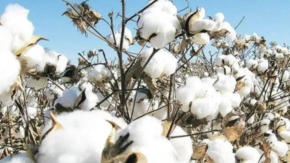 cotton, crop
