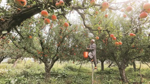 Bumper Crop, apple crop, Kashmir, 30% fall, prices,