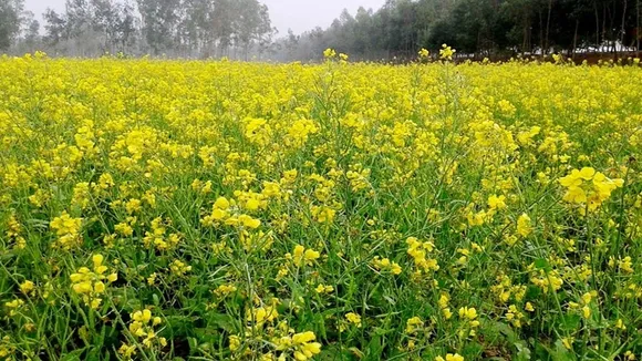 mustard