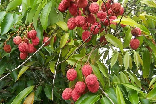 Litchi from Muzaffarpur is going to London, A farmer from Muzaffarpur, Bihar has sold Litchi to a buyer in London through digital platform of CSC