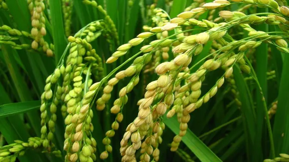 Kharif sowing down paddy area falls After setting new records for six years in a row read here full report