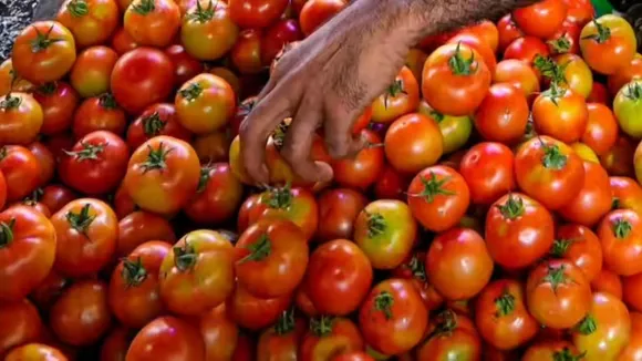 Tomato Price Reduced