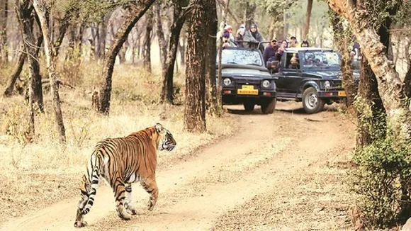 Wildlife