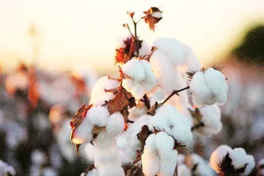budget 2021 custom duty increased on cotton may inflate textiles cotton price commodity news