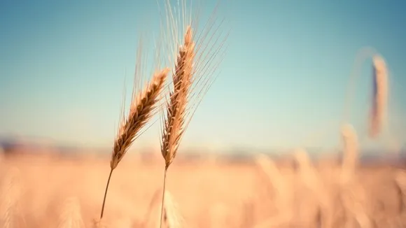 Rabi Season showing