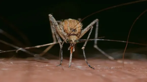insects-gab3818634_1920