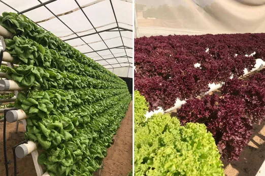 lettuce-hydroponic-kerala-lines-30stades