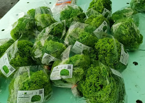 lettuce-hydroponic-kerala-packaged-30stades
