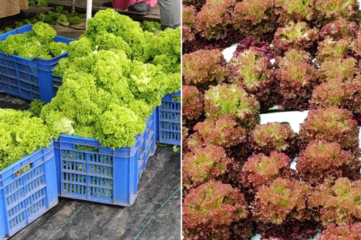 lettuce-hydroponic-kerala-varieties-30stades