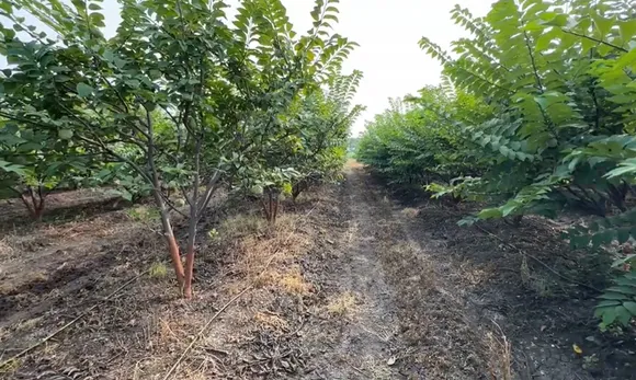 Shridhar-Divekar-custard-apple-drip-irrigation-30stades