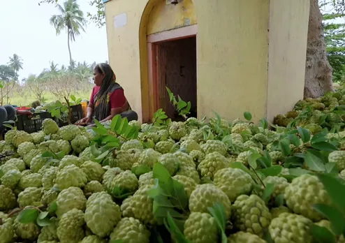 Shridhar-Divekar-custard-apple-sorting-30stades